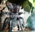 Avicularia sp. Boa Vista (Tusai Andrs kpe)